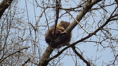 Raccoon asleep in tree