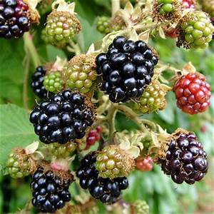 himalayan blackberry