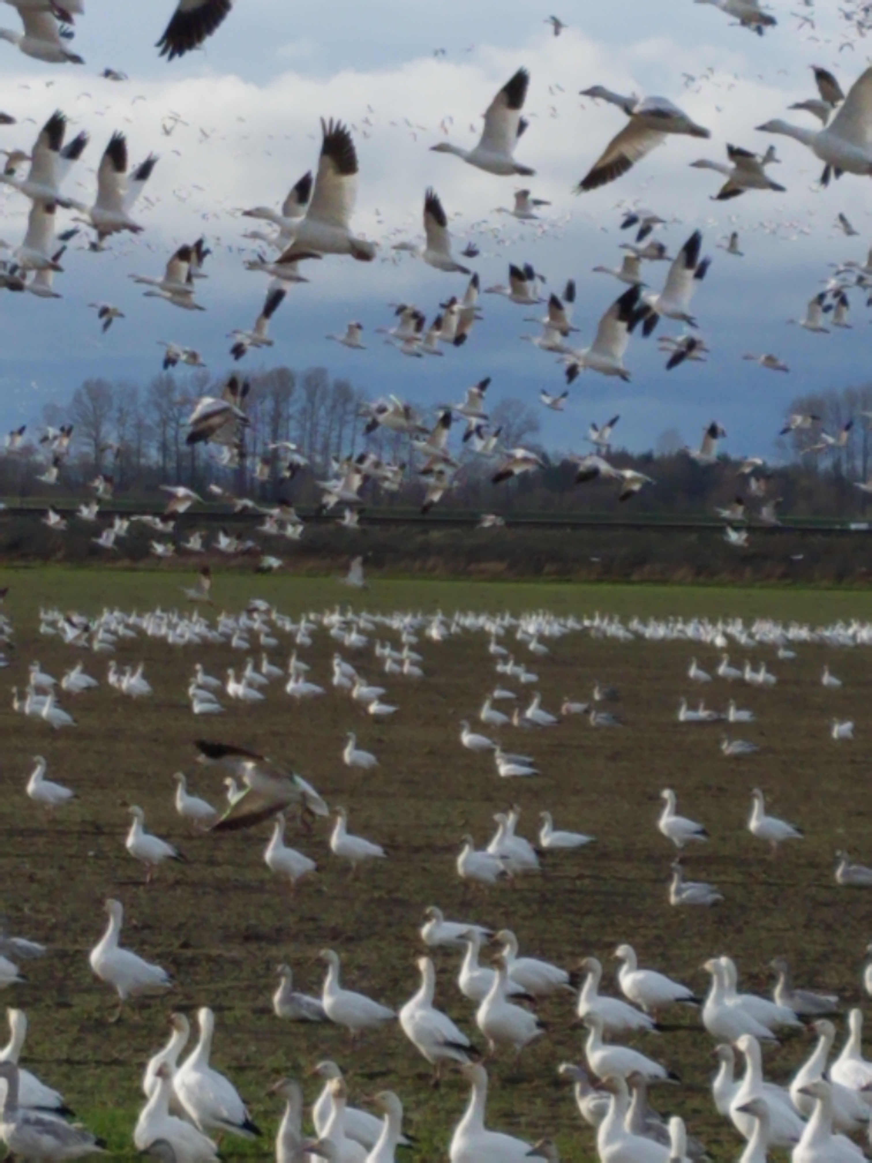 snow geese mass ascension