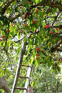 ladder in cherry orchard
