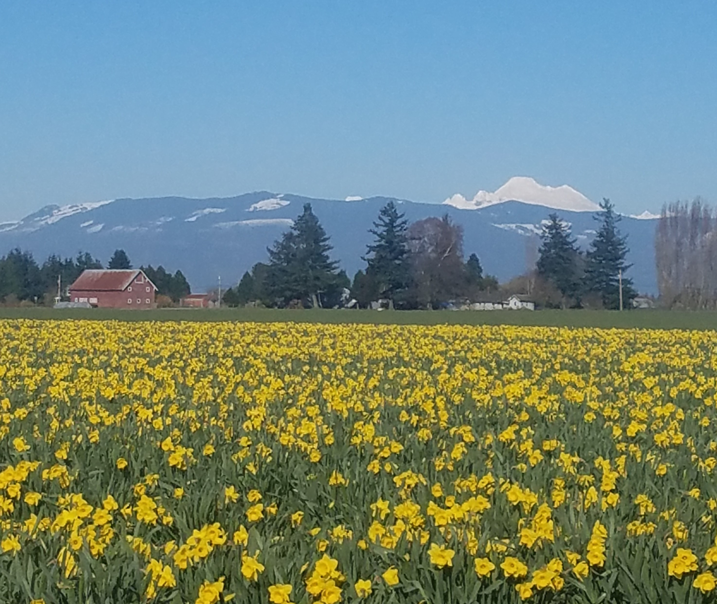 Mt. Baker and Daffodils