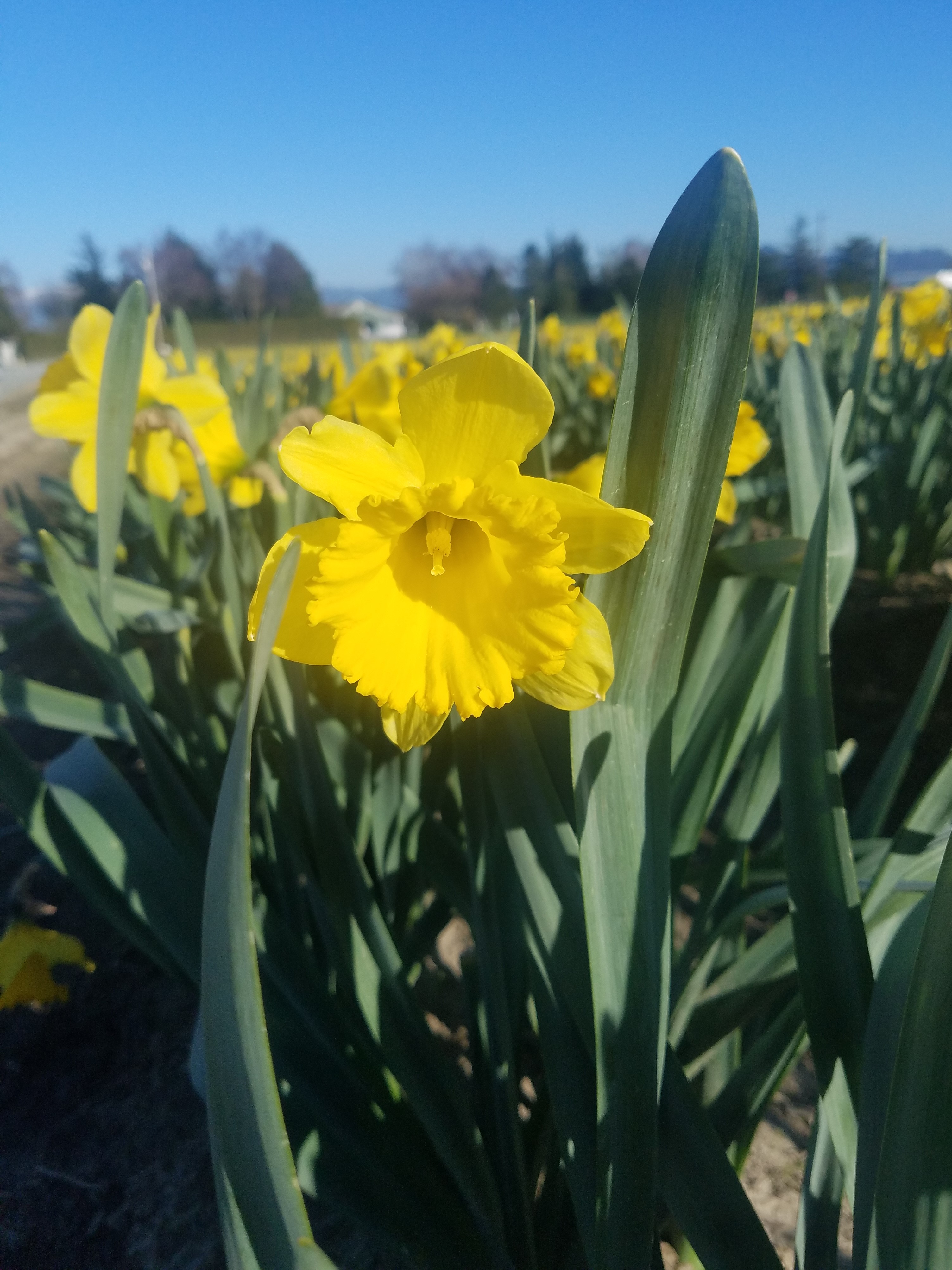 Solo Daffodil