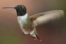 black chinned hummer