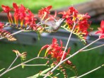 hummingbird 2011 003