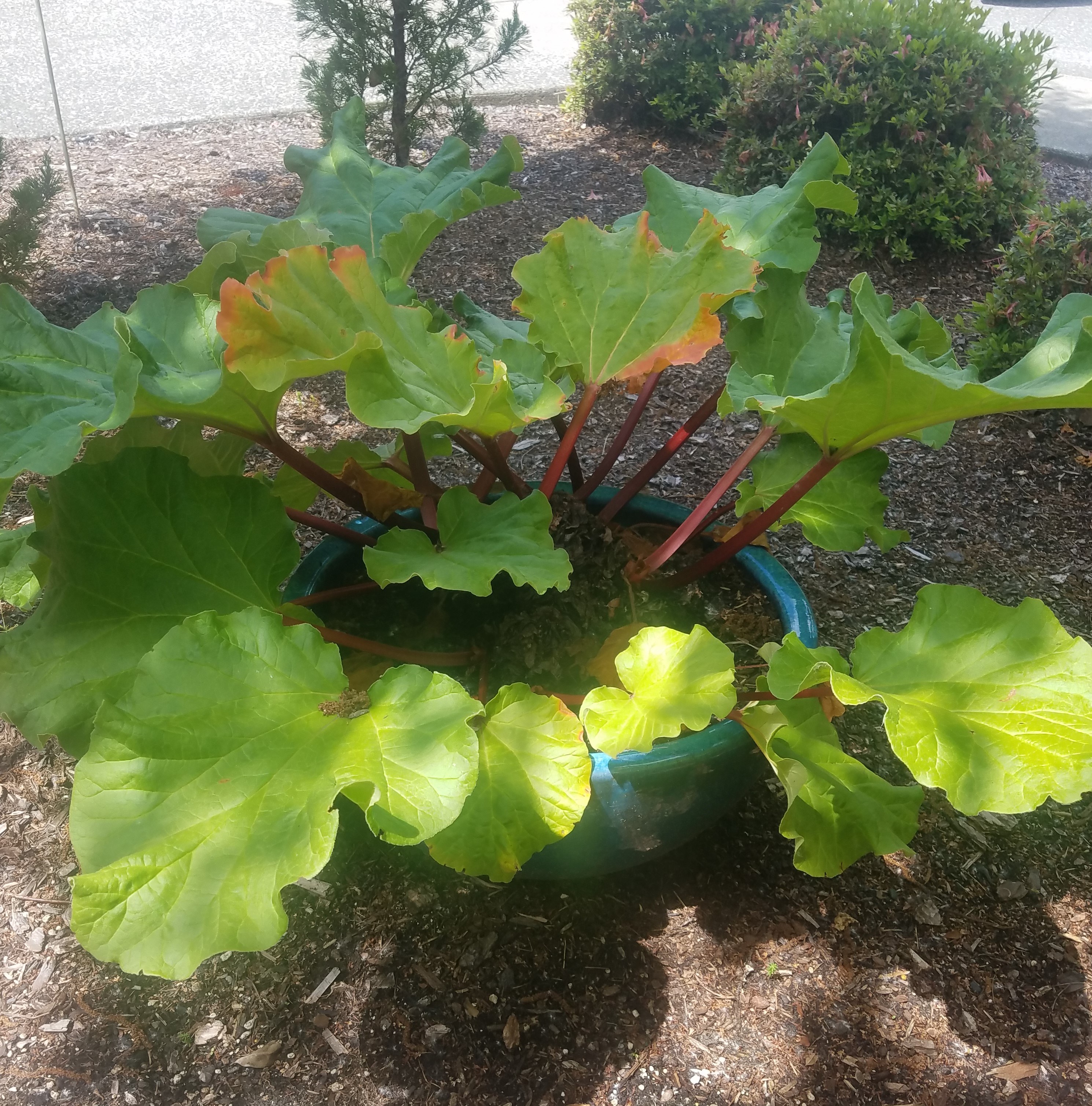 Rhubarb in the pot